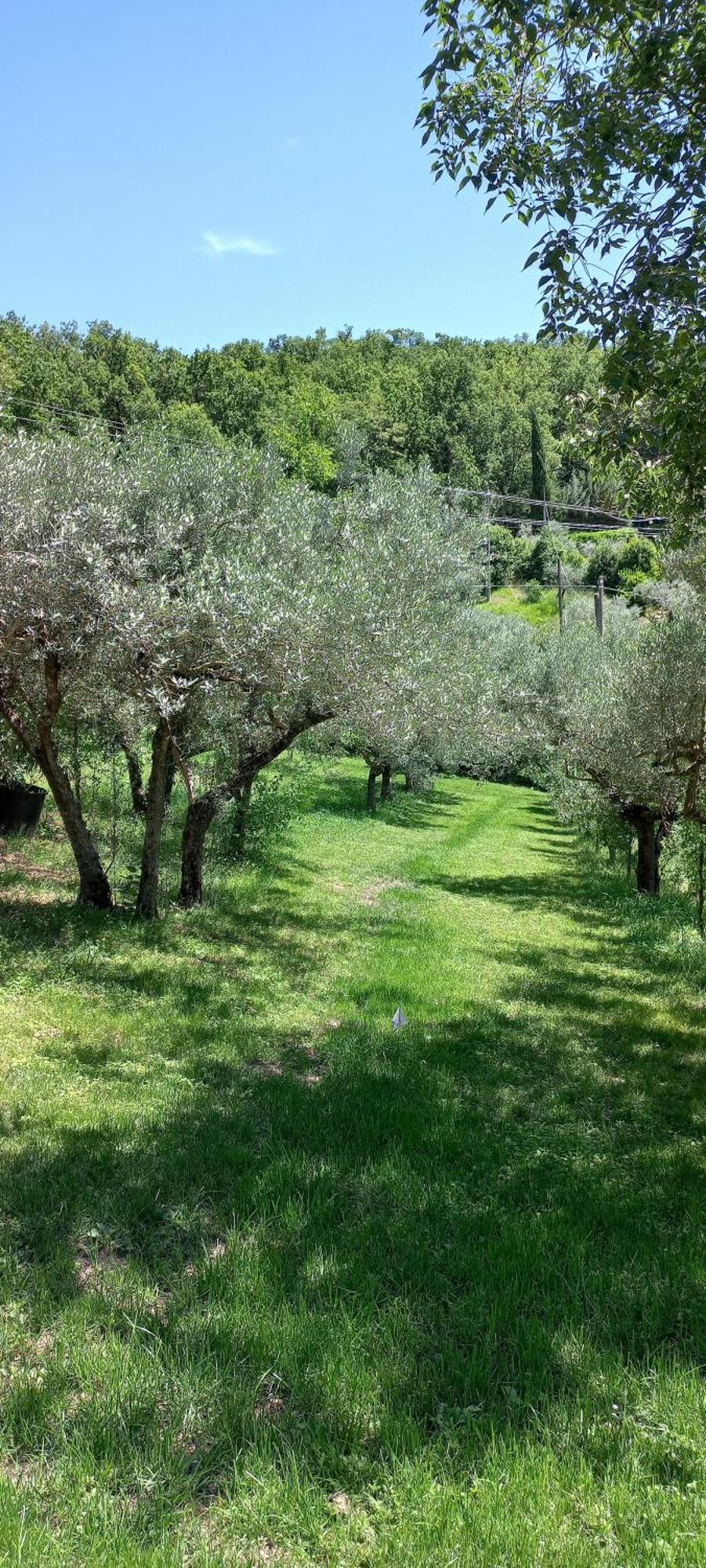 Domus Antiqua Bed & Breakfast Spello Kültér fotó